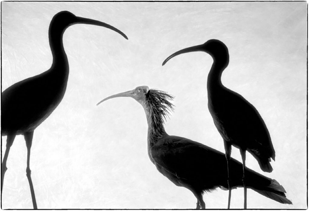 ibis falcinelle + ibis chauve